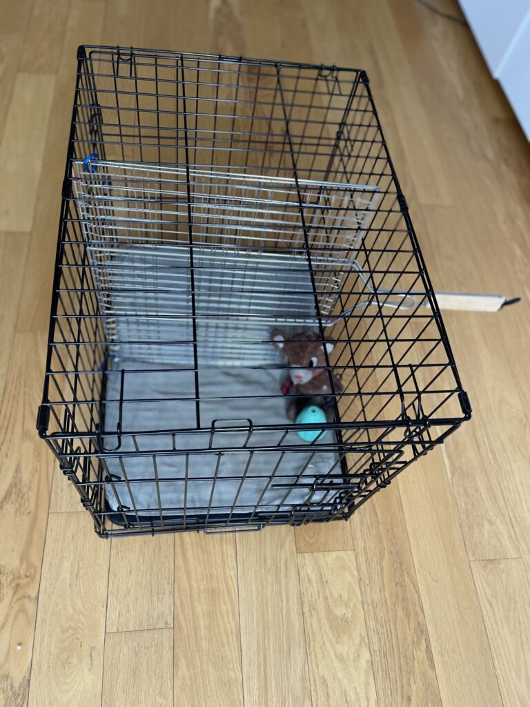 Crate/Cage/Kennel training with a divider